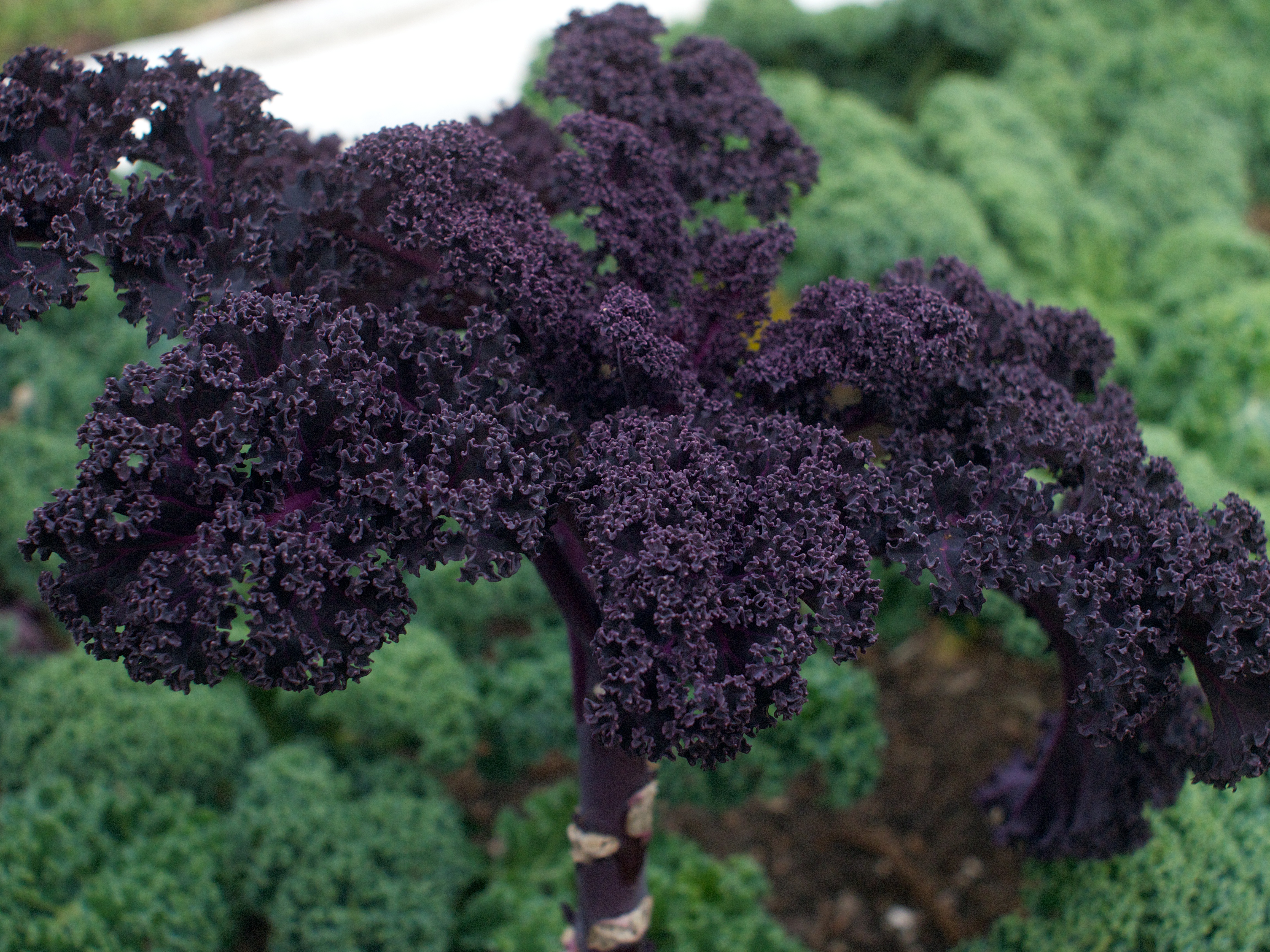 Red Russian kale surviving the cold